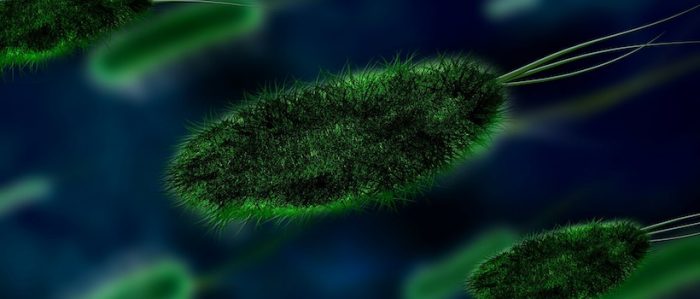 Físicos descubren cómo las bacterias contaminan rápidamente conductos del cuerpo y catéteres Físicos descubren cómo las bacterias contaminan rápidamente conductos del cuerpo y catéteres