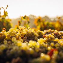 Chile apuesta por destacar la sustentabilidad de sus vinos y reactivar el ecoturismo