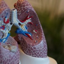 Las diferentes vías de infección del coronavirus: ¿más allá del sistema respiratorio?