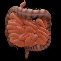 Neurociencia: Eje cerebro-intestino podría ser la clave para determinar origen de la enfermedad de Parkinson