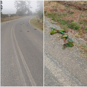 Loros choroy endémicos envenenados en el campo chileno Loros choroy endémicos envenenados en el campo chileno