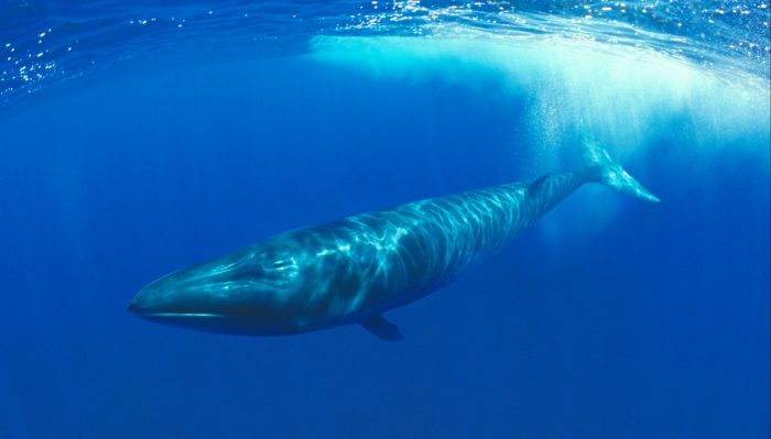 Llaman a reforzar medidas de seguridad y reporte de impactos de salmoneras sobre mamíferos marinos Llaman a reforzar medidas de seguridad y reporte de impactos de salmoneras sobre mamíferos marinos