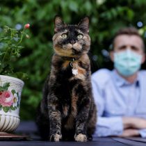 Una gata sobrevive a infección de coronavirus en Paris