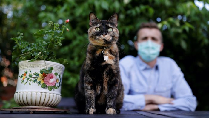 Una gata sobrevive a infección de coronavirus en Paris Una gata sobrevive a infección de coronavirus en Paris