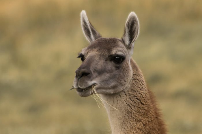 “Wanaku”: el libro digital que plasma la majestuosidad (y amenazas) del guanaco “Wanaku”: el libro digital que plasma la majestuosidad (y amenazas) del guanaco