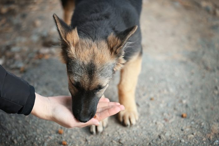 Campaña invita a compartir fotos de mascotas para ayudar con alimento a refugios de animales Campaña invita a compartir fotos de mascotas para ayudar con alimento a refugios de animales
