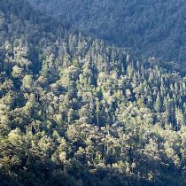 Diez mitos sobre los bosques que lastran el futuro del planeta