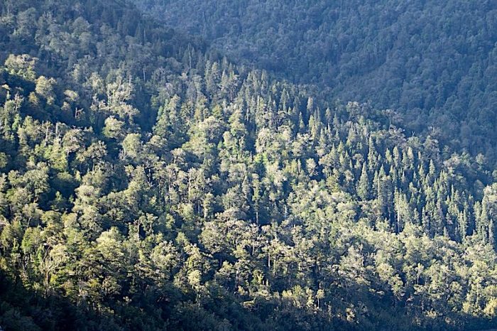 800px-Bosque_Siempreverde_Parque_Nacional_Alerce_Andino-700x466.jpg