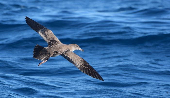 Aprueban tres nuevos planes para proteger especies clasificadas en peligro Aprueban tres nuevos planes para proteger especies clasificadas en peligro