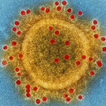 Consorcio científico crea repositorio nacional de secuencias genómicas del virus SARS-CoV-2