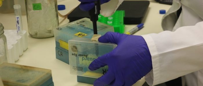 Investigadores esperan desarrollar test para medir infección por COVID-19 con gusano de un milímetro Investigadores esperan desarrollar test para medir infección por COVID-19 con gusano de un milímetro