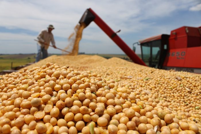 Escasez de legumbres: un problema de seguridad y soberanía alimentaria