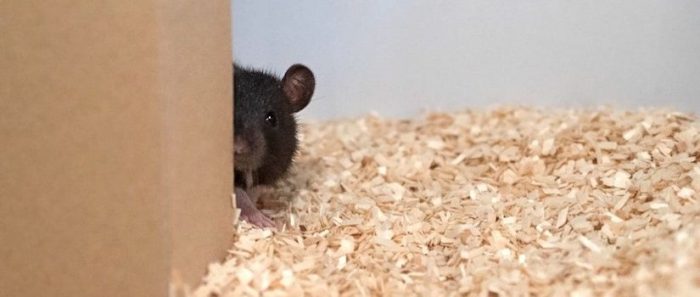 Neurociencias: las ratas demuestran divertirse jugando a las escondidas Neurociencias: las ratas demuestran divertirse jugando a las escondidas
