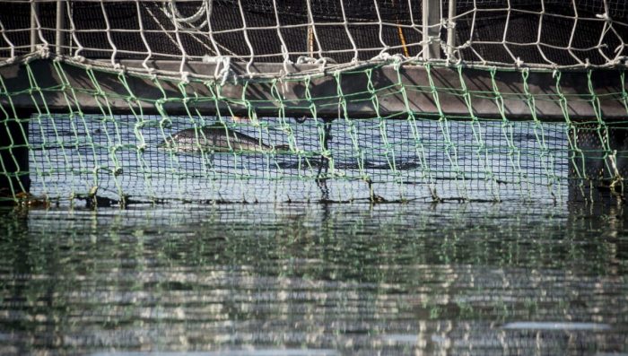 Masiva fuga de salmones en Los Lagos: “El escape de Blumar es devastador y puede superar el millón” Masiva fuga de salmones en Los Lagos: “El escape de Blumar es devastador y puede superar el millón”