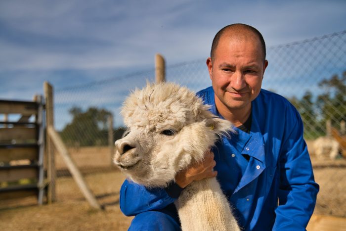Científicos chilenos encuentran en las alpacas el «anticuerpo más fuerte del mundo» contra el Covid-19 Científicos chilenos encuentran en las alpacas el