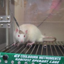 Por qué los ratones, cerdos o macacos son imprescindibles para investigar y superar el Covid-19