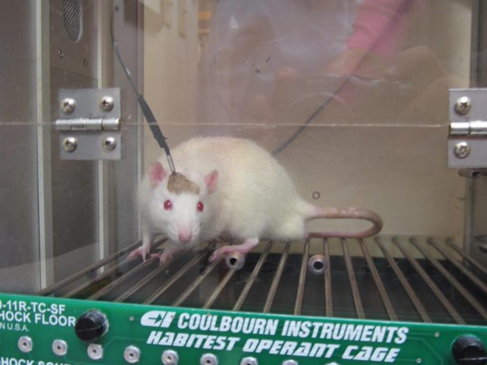 Por qué los ratones, cerdos o macacos son imprescindibles para investigar y superar el Covid-19 Por qué los ratones, cerdos o macacos son imprescindibles para investigar y superar el Covid-19