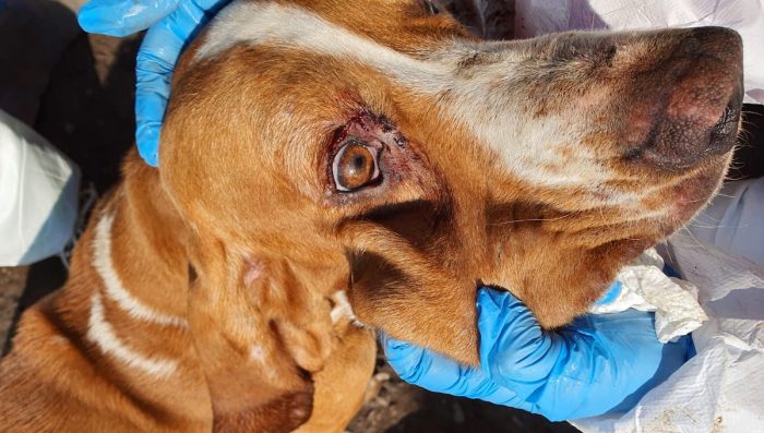 Solicitan fortalecer Ley de Tenencia Responsable de Mascotas tras caso de maltrato animal en Isla de Maipo Solicitan fortalecer Ley de Tenencia Responsable de Mascotas tras caso de maltrato animal en Isla de Maipo