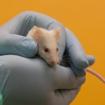 ¿Cómo les va a los animales de laboratorio en la crisis del coronavirus?