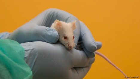 ¿Cómo les va a los animales de laboratorio en la crisis del coronavirus? ¿Cómo les va a los animales de laboratorio en la crisis del coronavirus?