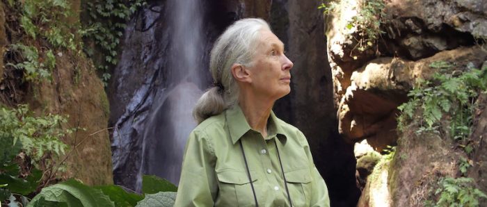 Jane Goodall: 60 años de la investigación científica sobre animales silvestres más larga de la historia