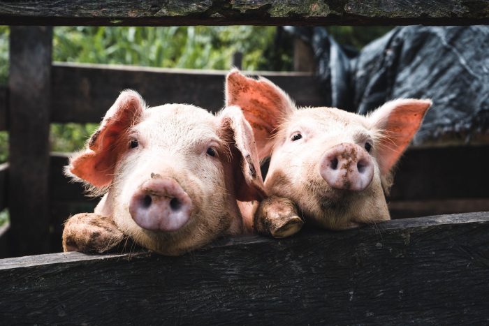 El riesgo de nuevas enfermedades con potencial pandémico por consumo de animales El riesgo de nuevas enfermedades con potencial pandémico por consumo de animales