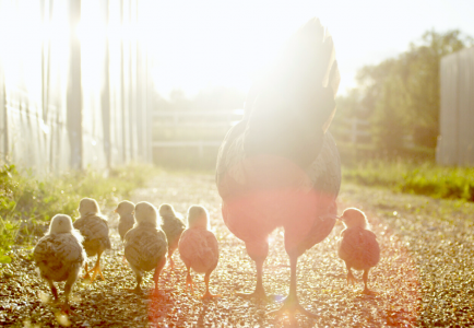 Dan a conocer ranking de transparencia en bienestar animal en Chile y el uso de gallinas enjauladas Dan a conocer ranking de transparencia en bienestar animal en Chile y el uso de gallinas enjauladas