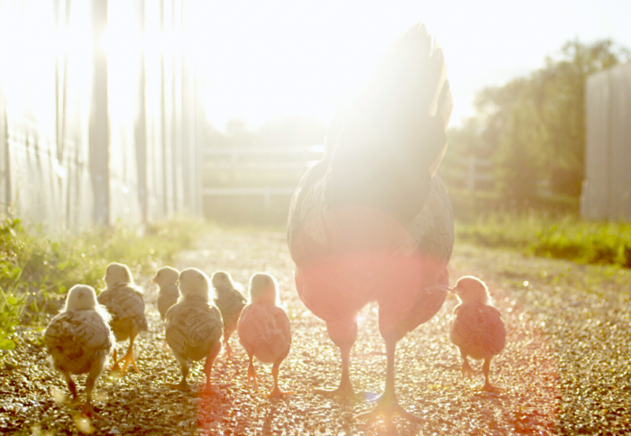 Dan a conocer ranking de transparencia en bienestar animal en Chile y el uso de gallinas enjauladas