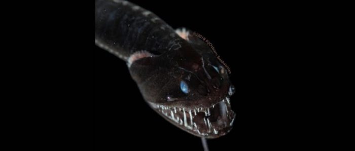 Las impresionantes imágenes de los peces ultranegros que son «invisibles» a los depredadores Las impresionantes imágenes de los peces ultranegros que son «invisibles» a los depredadores