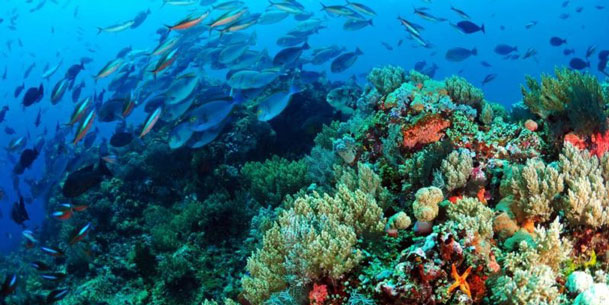 El proyecto de ley del Servicio de Biodiversidad: una pieza más de la cuestionada institucionalidad ambiental chilena El proyecto de ley del Servicio de Biodiversidad: una pieza más de la cuestionada institucionalidad ambiental chilena