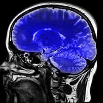 Revolucionarias investigaciones sobre eje cerebro-intestino y Covid-19 serán tema del próximo Puerto de Ideas EnVivo