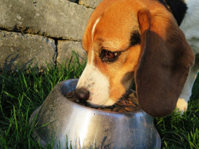 Veterinarios inician investigación tras denuncia contra alimento Cannes Veterinarios inician investigación tras denuncia contra alimento Cannes