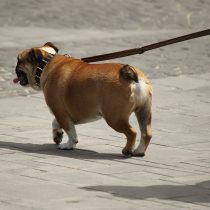Permisos para mascotas y pandemia