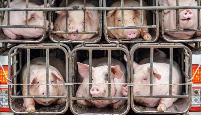 Alerta sin alarma: qué hacer frente al virus porcino con 'potencial pandémico' detectado en China