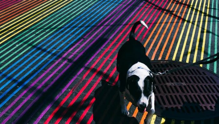 ¿Es verdad que los perros solo ven en blanco y negro? ¿Es verdad que los perros solo ven en blanco y negro?
