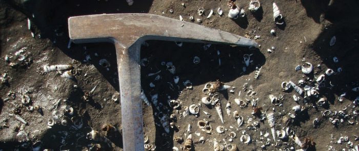 Investigación redescribe dos moluscos de hace 20 millones de años que revelaron un clima tropical en el sur de Chile Investigación redescribe dos moluscos de hace 20 millones de años que revelaron un clima tropical en el sur de Chile