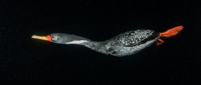 Exposición virtual Ojo de Pez: imágenes revelan la belleza de los ecosistemas acuáticos chilenos Exposición virtual Ojo de Pez: imágenes revelan la belleza de los ecosistemas acuáticos chilenos