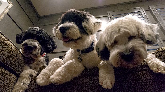 Día Mundial del Perro: los beneficios de tener una mascota y algunos cuidados para tener en cuenta Día Mundial del Perro: los beneficios de tener una mascota y algunos cuidados para tener en cuenta