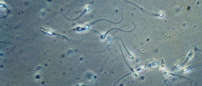 Con análisis matemático científicos reconstruyen sorprendente forma en que realmente nadan los espermatozoides Con análisis matemático científicos reconstruyen sorprendente forma en que realmente nadan los espermatozoides