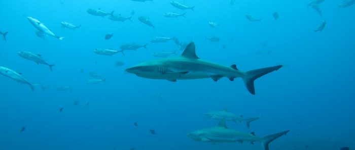 La vida «secreta» de los tiburones: estudio revela sus sorprendentes relaciones sociales La vida «secreta» de los tiburones: estudio revela sus sorprendentes relaciones sociales
