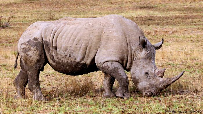Sudáfrica: caza furtiva de rinocerontes se redujo en un 53% Sudáfrica: caza furtiva de rinocerontes se redujo en un 53%