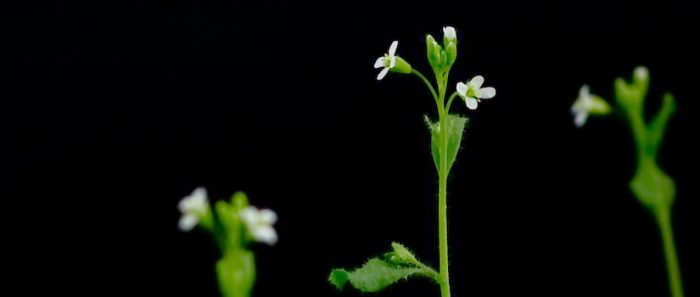 Bioquímica especialista en genómica y biología de sistemas de plantas: “En el caso chileno, hay mucha flora endémica, tenemos una biodiversidad gigante Bioquímica especialista en genómica y biología de sistemas de plantas: “En el caso chileno, hay mucha flora endémica, tenemos una biodiversidad gigante