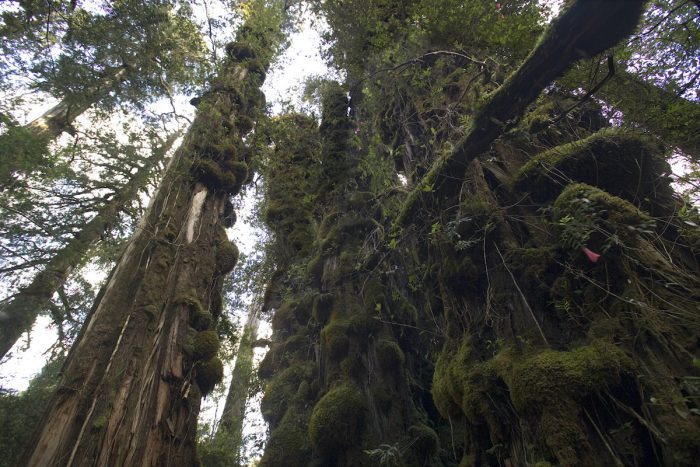 Día Internacional de los Parques Nacionales: por qué Chile debe contar con un Servicio de Biodiversidad y Áreas Protegidas Día Internacional de los Parques Nacionales: por qué Chile debe contar con un Servicio de Biodiversidad y Áreas Protegidas