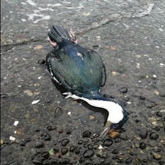 Veterinarios denuncian ante fiscalía muerte de 160 aves en Quellón Veterinarios denuncian ante fiscalía muerte de 160 aves en Quellón