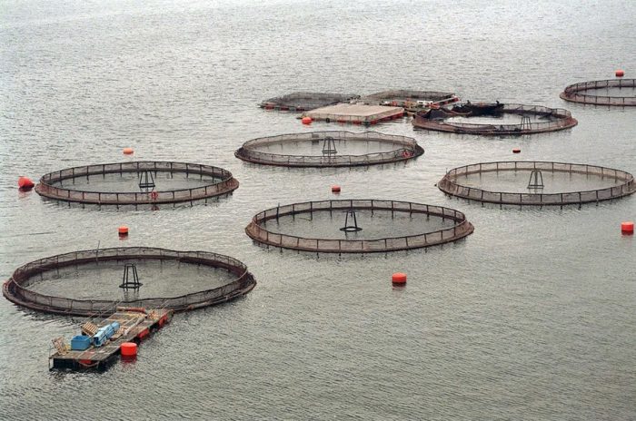 Expertos advierten urgencia de crear marco normativo que regule instalación de balsas-jaulas de salmones Expertos advierten urgencia de crear marco normativo que regule instalación de balsas-jaulas de salmones