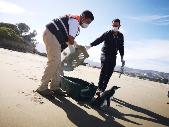 Labores de rescate y reinserción de fauna marina se mantienen durante la pandemia Labores de rescate y reinserción de fauna marina se mantienen durante la pandemia