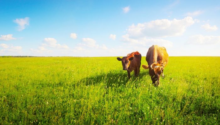 ¿Podemos mejorar el planeta desde la alimentación? ¿Podemos mejorar el planeta desde la alimentación?
