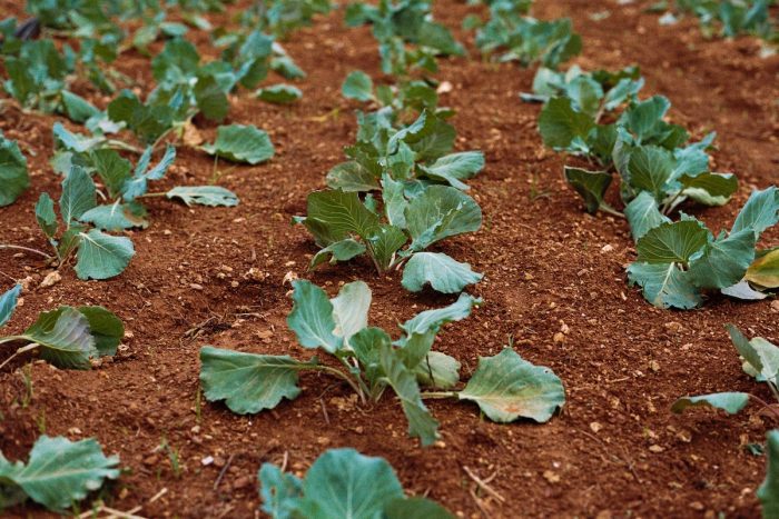 ¿Qué comida es más respetuosa con el medio ambiente? ¿Qué comida es más respetuosa con el medio ambiente?
