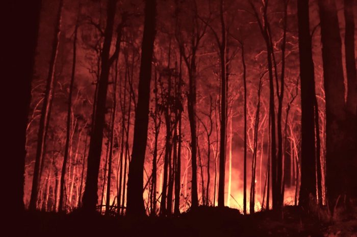 Advierten que incendios forestales de 2020 podrían ser peores que en 2019 en Sudamérica y el mundo Advierten que incendios forestales de 2020 podrían ser peores que en 2019 en Sudamérica y el mundo