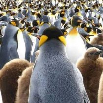 Investigadores de Chile revelan origen de los pingüinos en aguas templadas, fuera de la Antártica